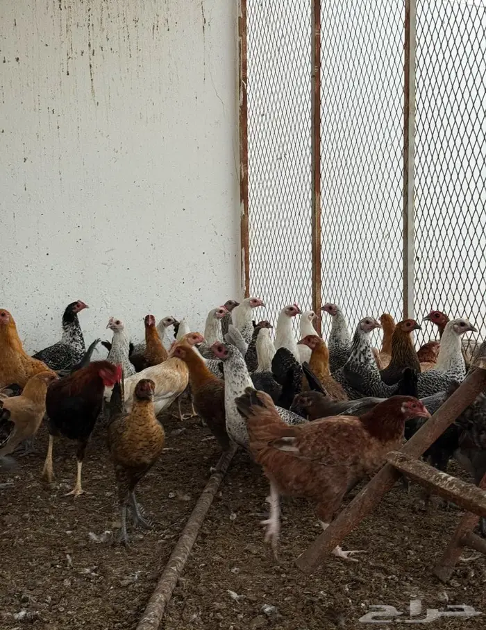 دجاج بلدي العمر 4 أشهر ونص 2