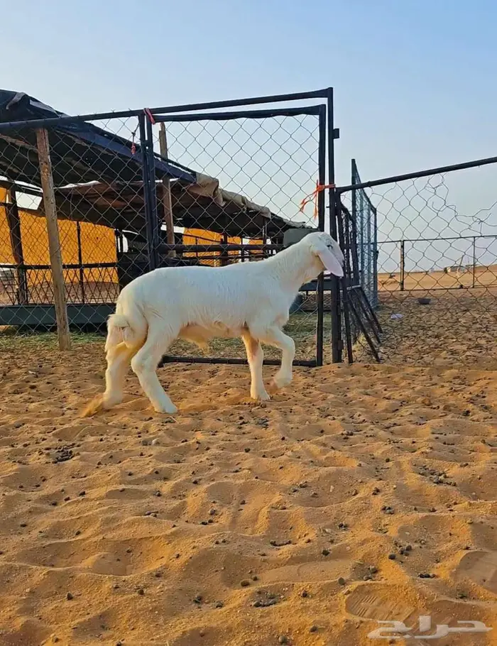 مشروع فحل حري نادر 0