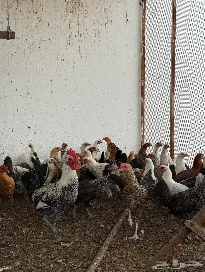 دجاج بلدي العمر 4 أشهر ونص 5