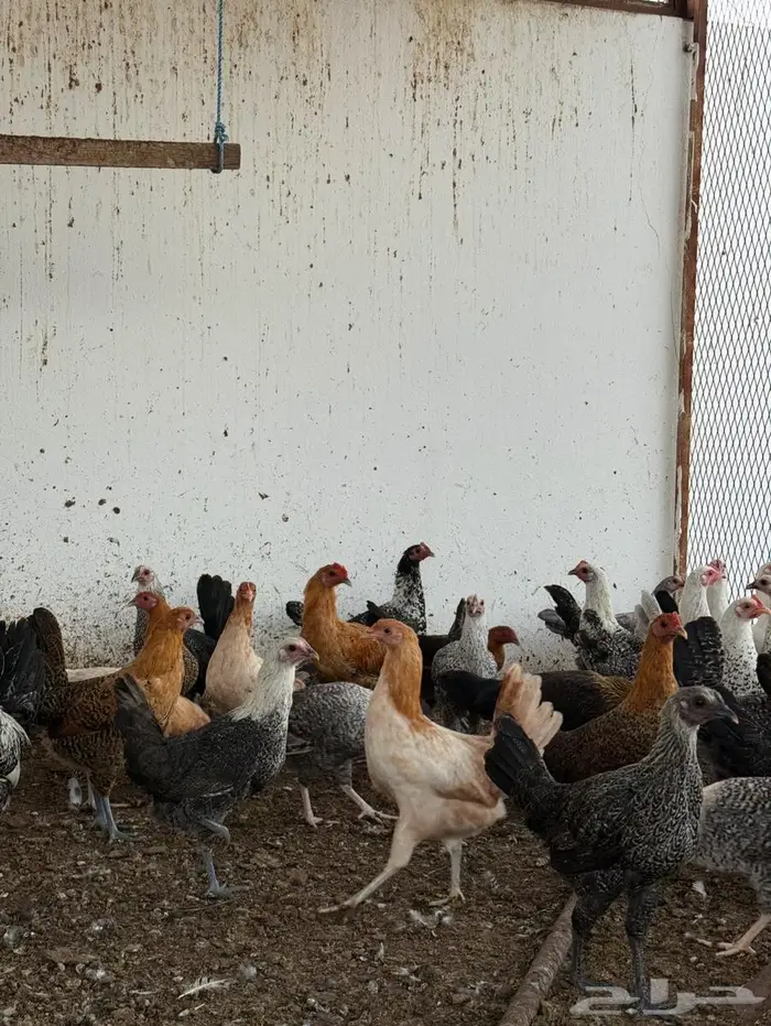 دجاج بلدي العمر 4 أشهر ونص 3