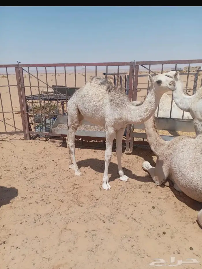 لبيع بكره 0