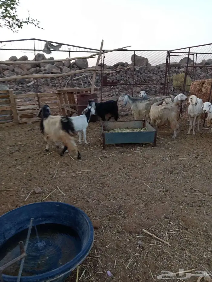 للبيع معزا مضاريع وضان مضاريع 0