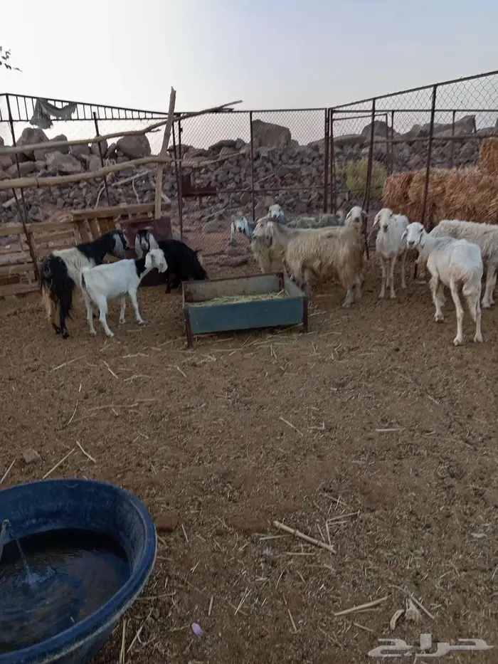 للبيع معزا مضاريع وضان مضاريع 1