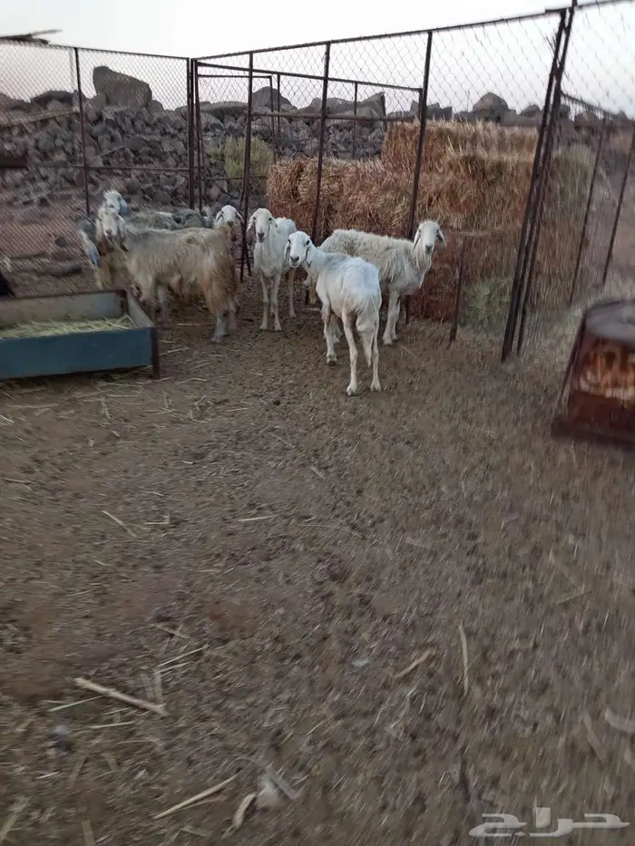 للبيع معزا مضاريع وضان مضاريع 2