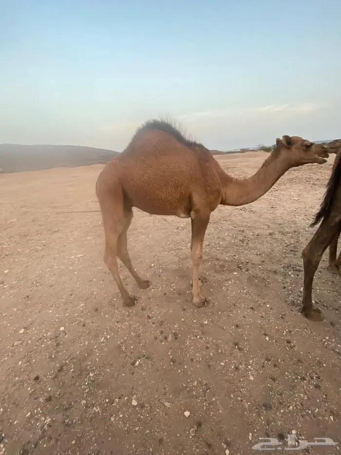 قعود للبيع 3