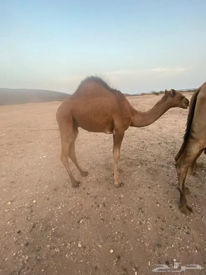 قعود للبيع 2