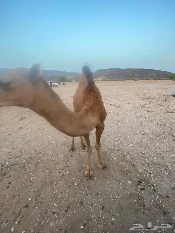 قعود للبيع 0