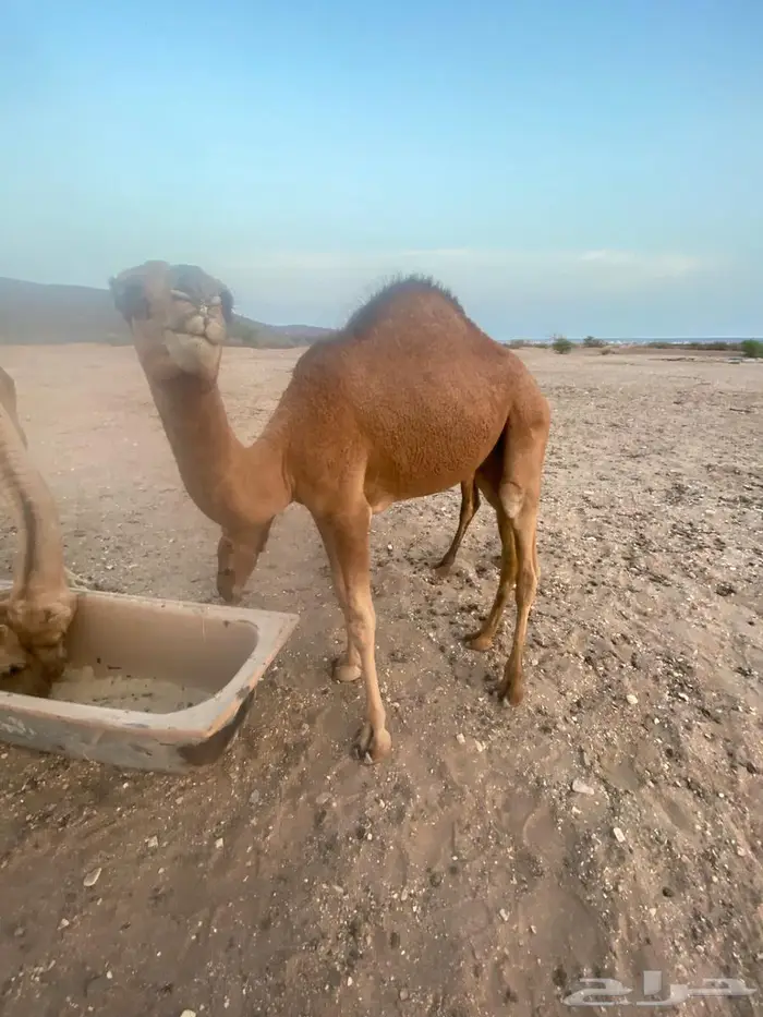قعود للبيع 1