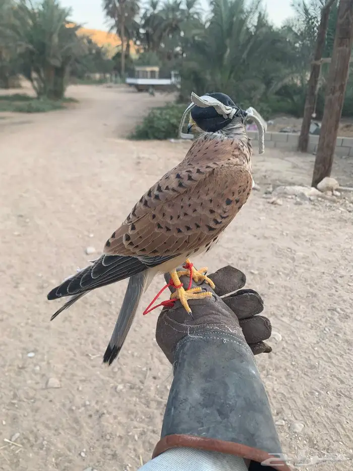 طير للبيع ب 350. 0