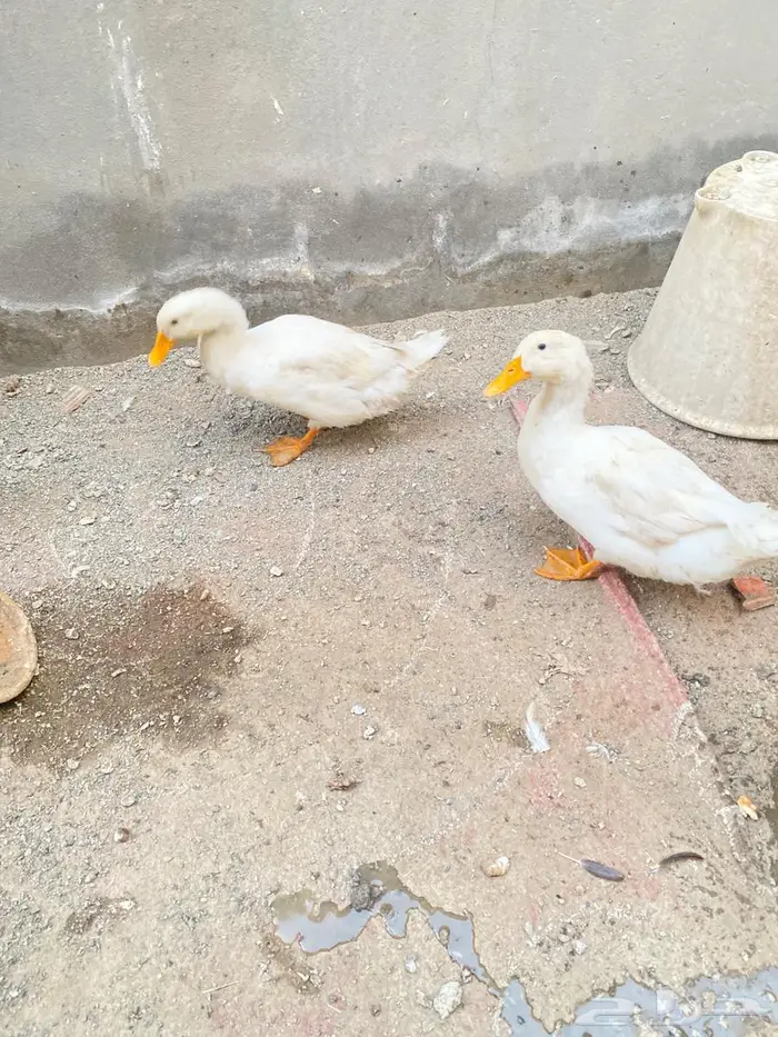 بط بكيني 0