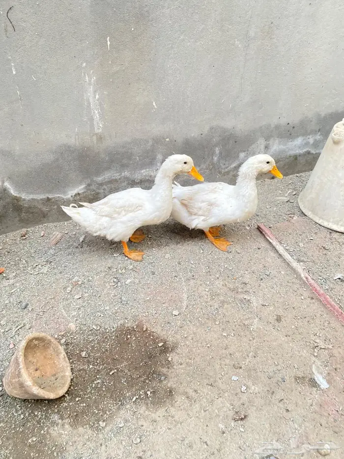 بط بكيني 1