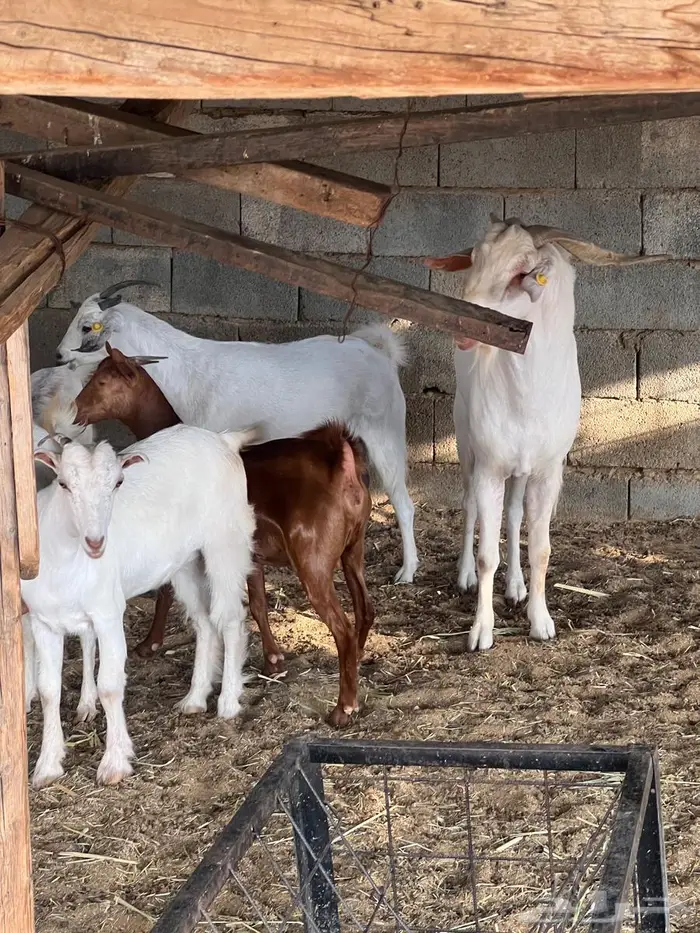 غنم بيشيات صنف وفاخرة وضان للبيع 2