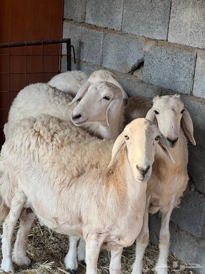 غنم بيشيات صنف وفاخرة وضان للبيع 5