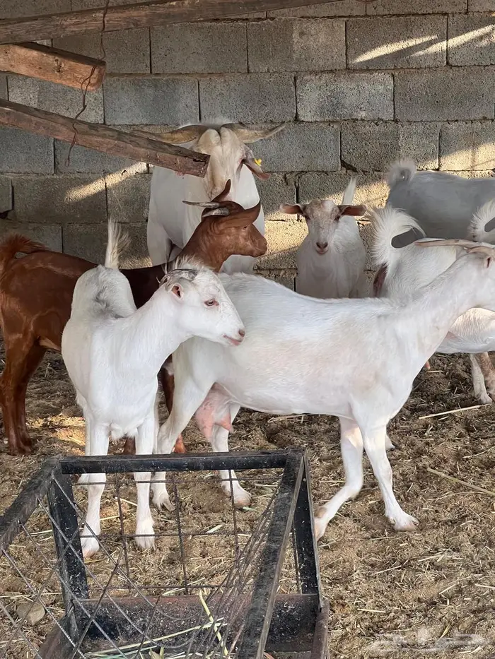 غنم بيشيات صنف وفاخرة وضان للبيع 3