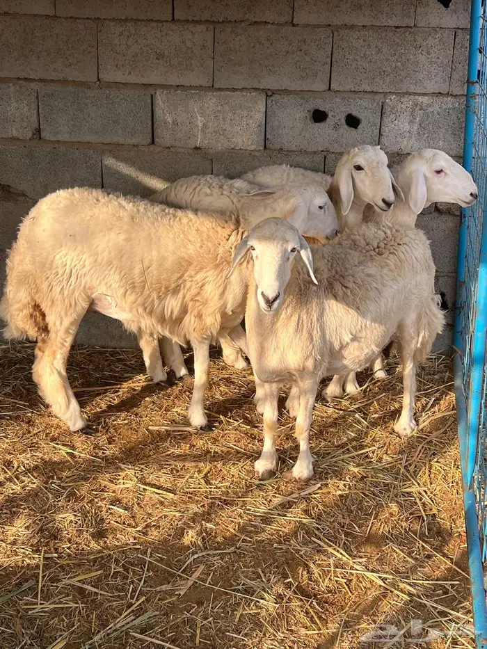 غنم بيشيات صنف وفاخرة وضان للبيع 0