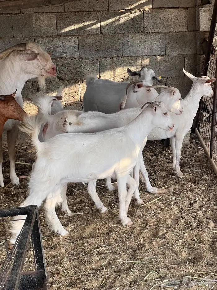 غنم بيشيات صنف وفاخرة وضان للبيع 4