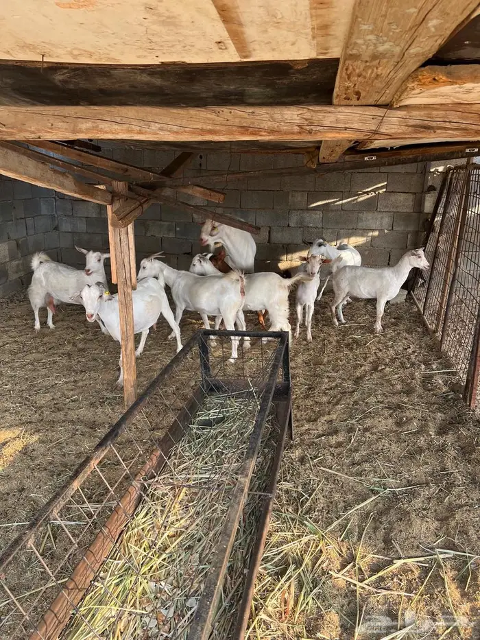 غنم بيشيات صنف وفاخرة وضان للبيع 8