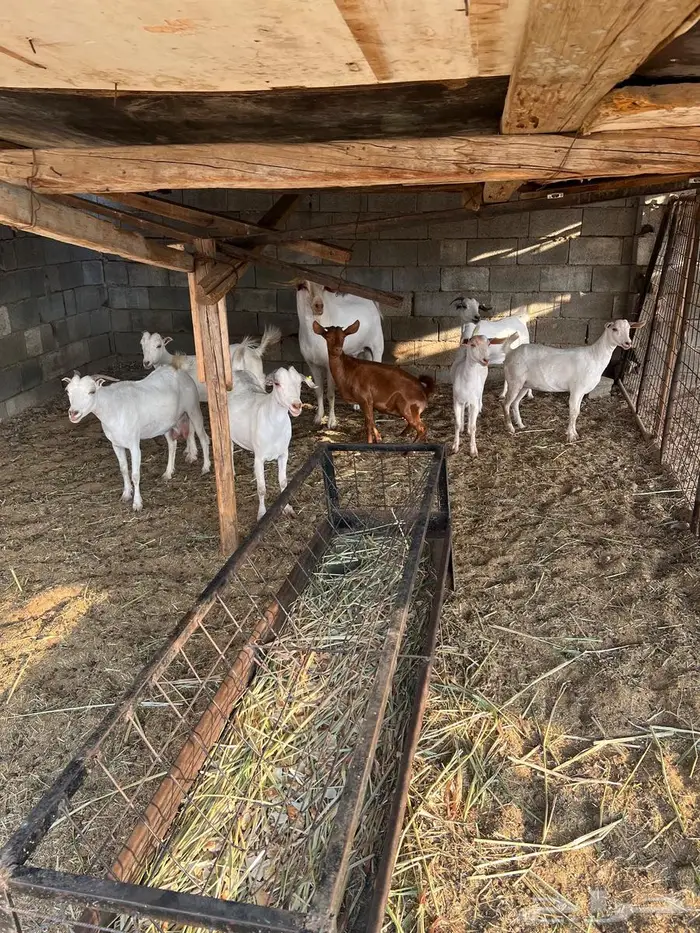 غنم بيشيات صنف وفاخرة وضان للبيع 7