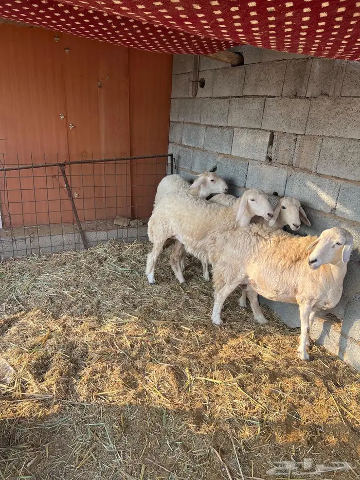 غنم بيشيات صنف وفاخرة وضان للبيع 11