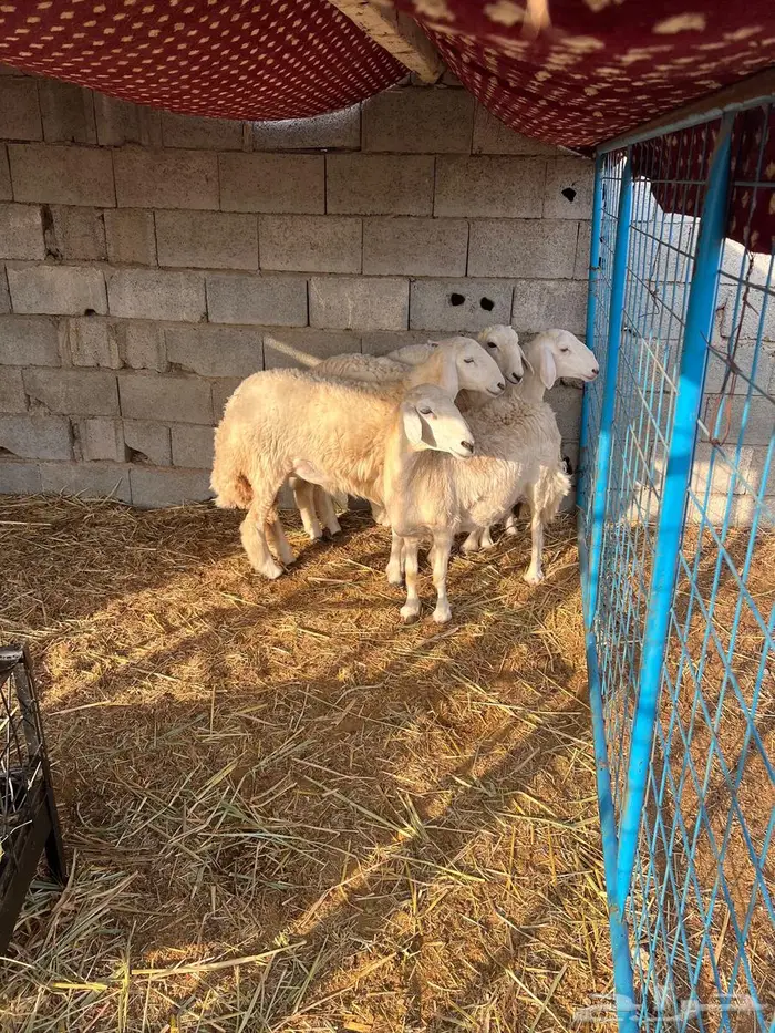 غنم بيشيات صنف وفاخرة وضان للبيع 9