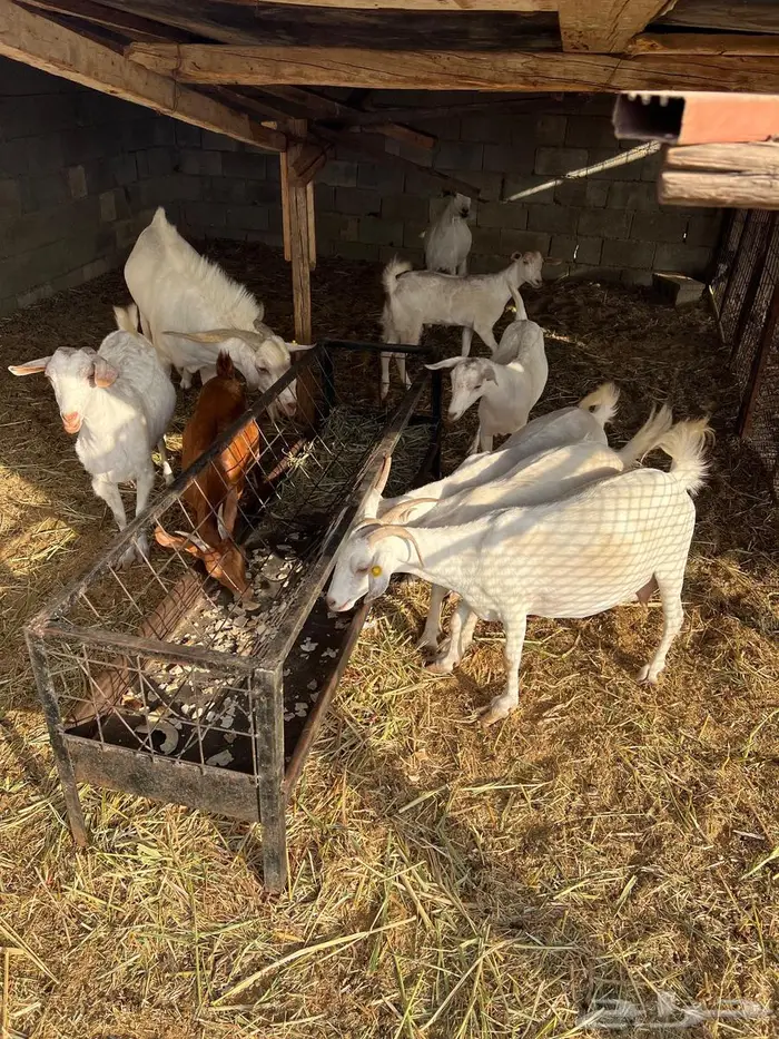 غنم بيشيات صنف وفاخرة وضان للبيع 10