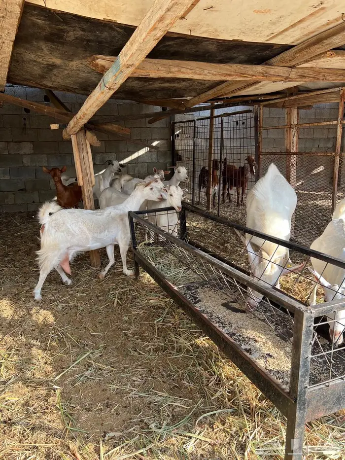 غنم بيشيات صنف وفاخرة وضان للبيع 6