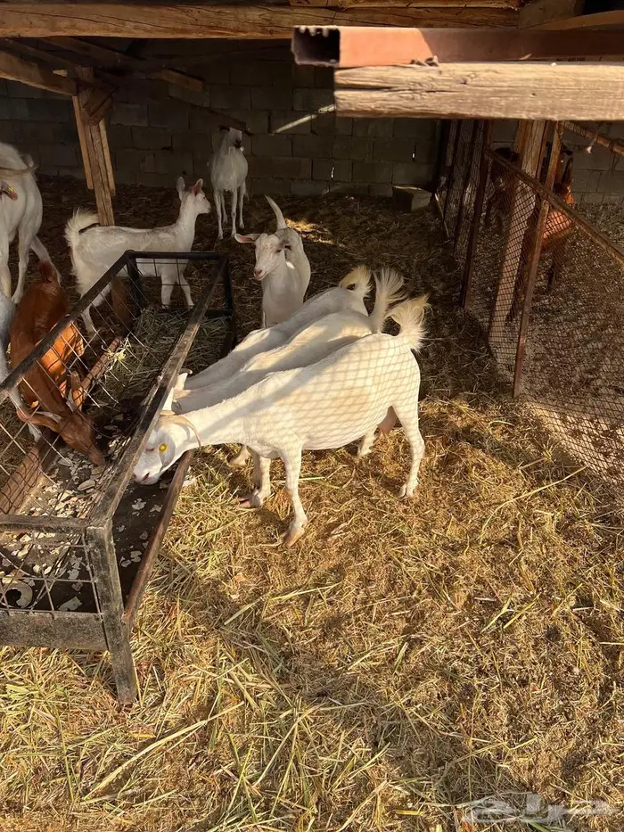 غنم بيشيات صنف وفاخرة وضان للبيع 12