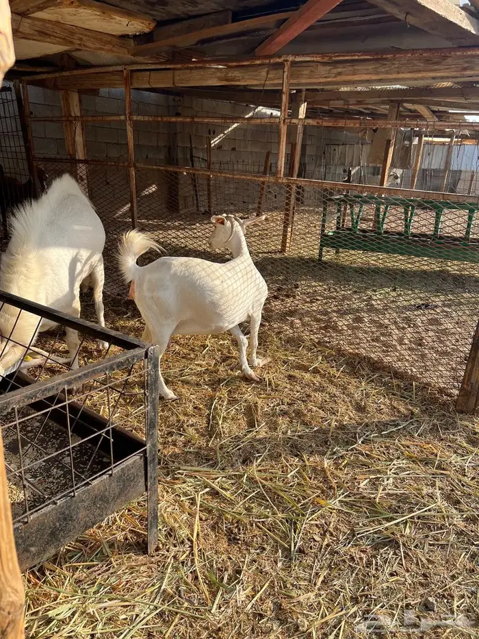 غنم بيشيات صنف وفاخرة وضان للبيع 13