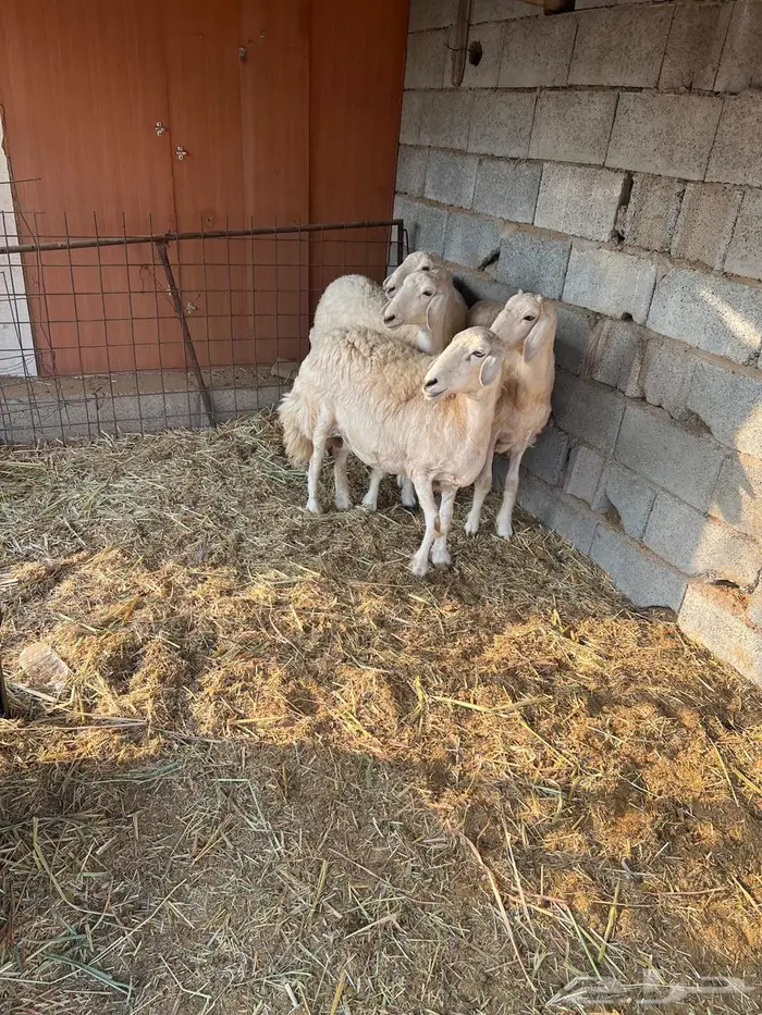 غنم بيشيات صنف وفاخرة وضان للبيع 14