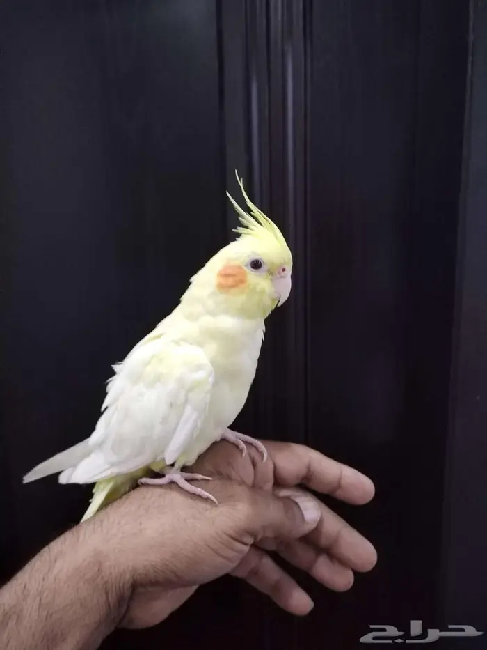 تاروت القطيف 0