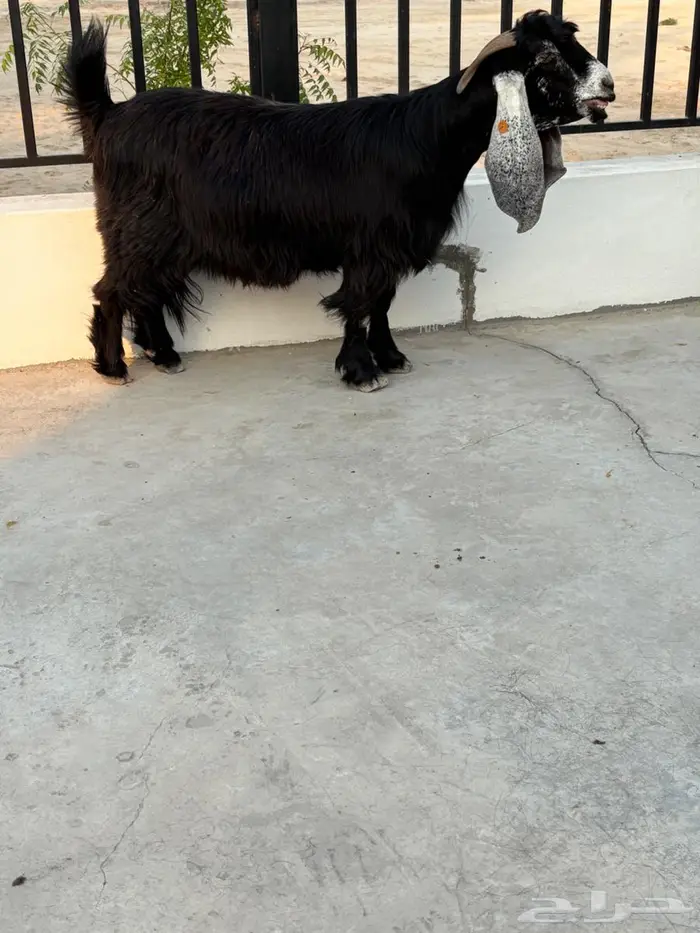 عنز كفو 3
