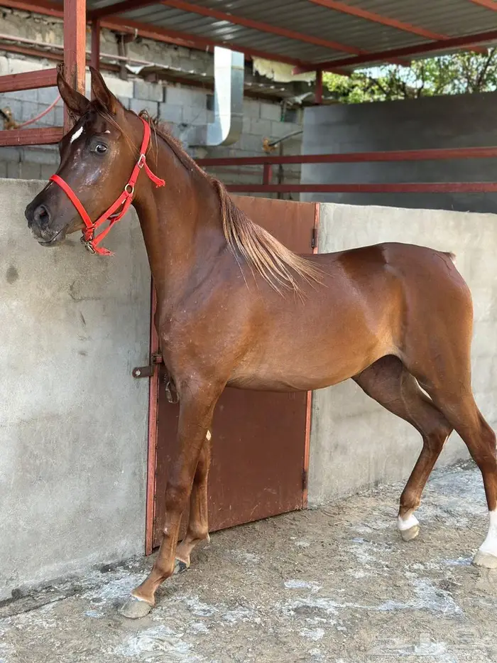 خيل 0