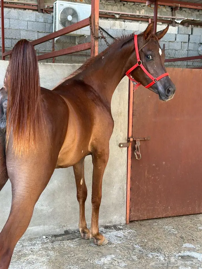 خيل 1
