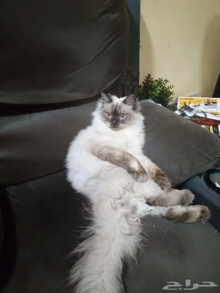 قط ذكر للتزاوج مجانا male cat for mating 5