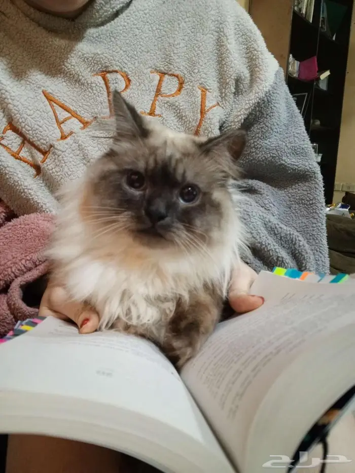 قط ذكر للتزاوج مجانا male cat for mating 0
