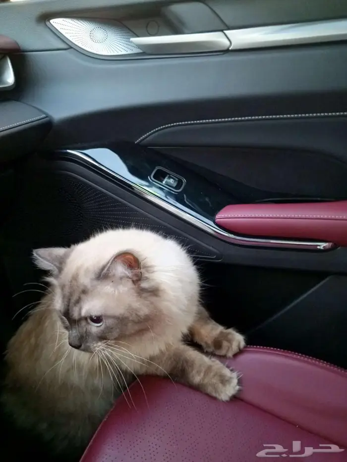 قط ذكر للتزاوج مجانا male cat for mating 4