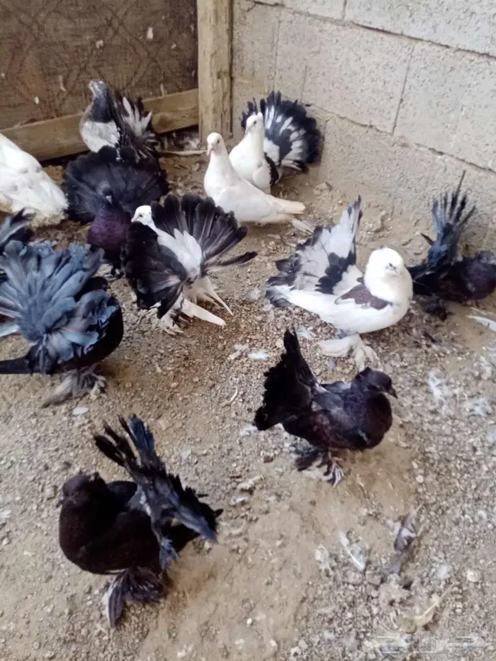 حمام رقاص 1