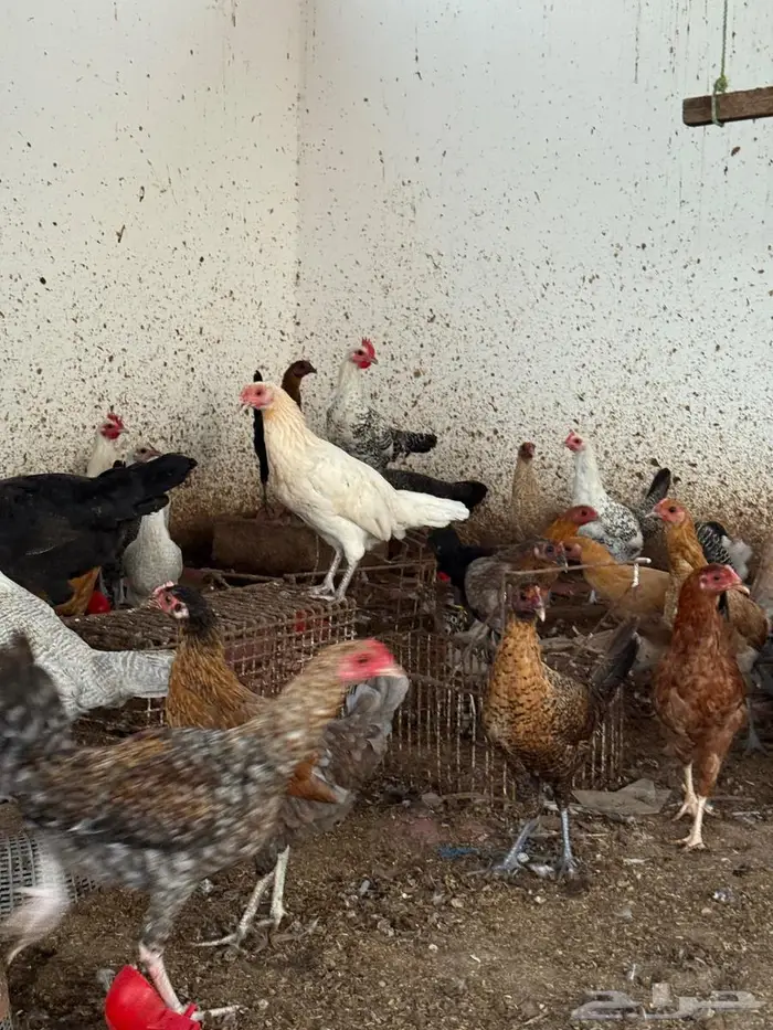 دجاج بلدي العمر 4 أشهر ونص 6