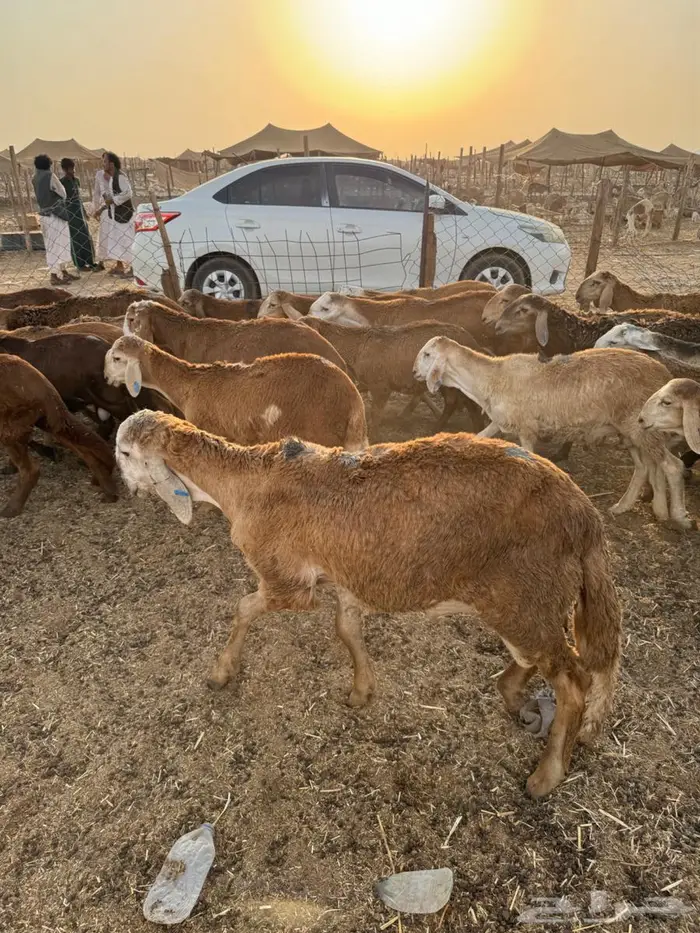 طليان سواكني حمري 3