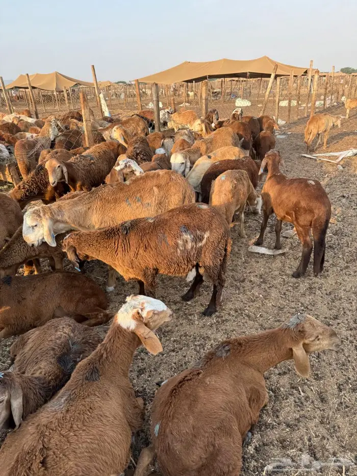 طليان سواكني حمري 4