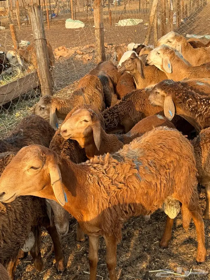 طليان سواكني حمري 2