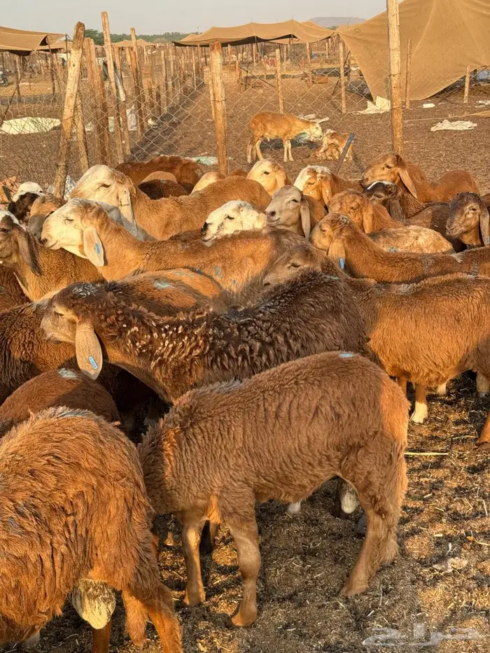 طليان سواكني حمري 1