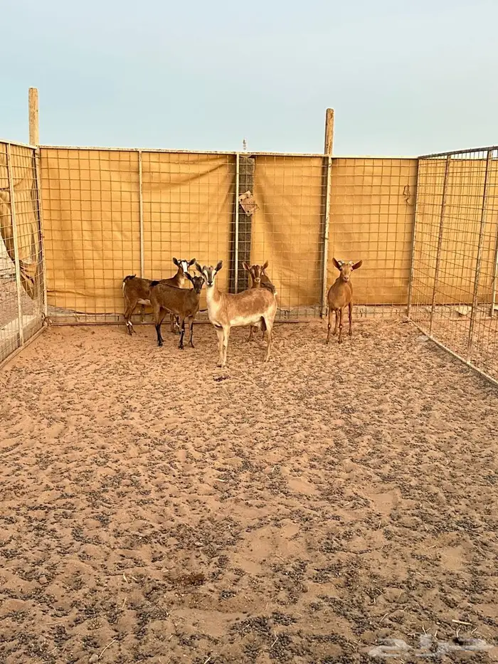للبيع معزا جنوبيات دفيع و مضاريع 2