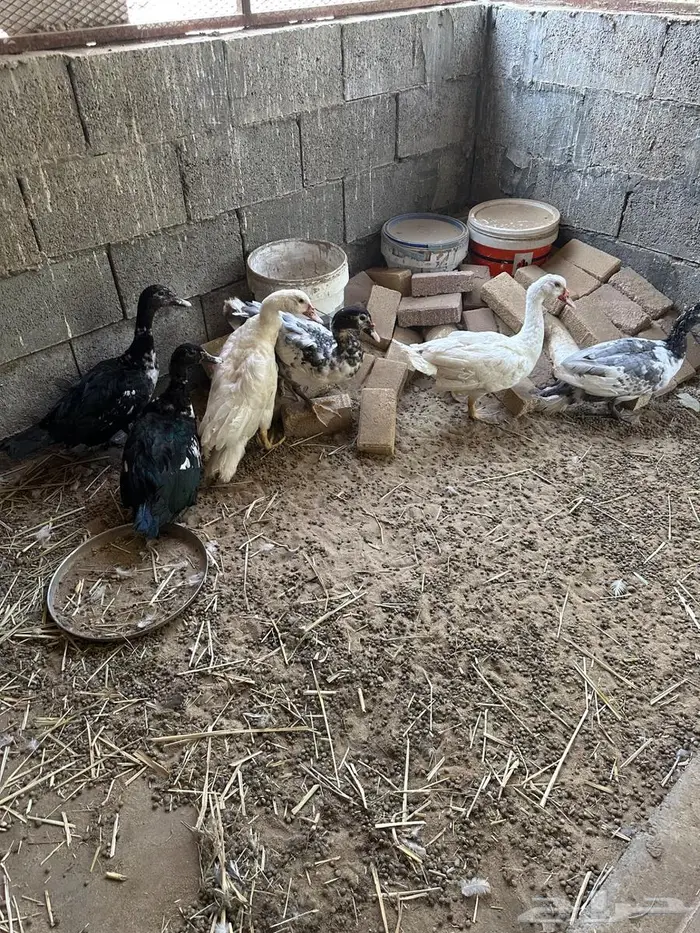 ذكور بط 0