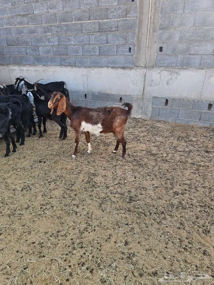 شاه لبن 2