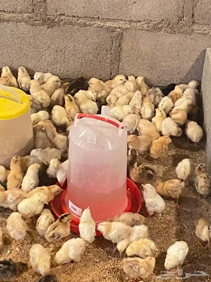 للبيع صوص 2