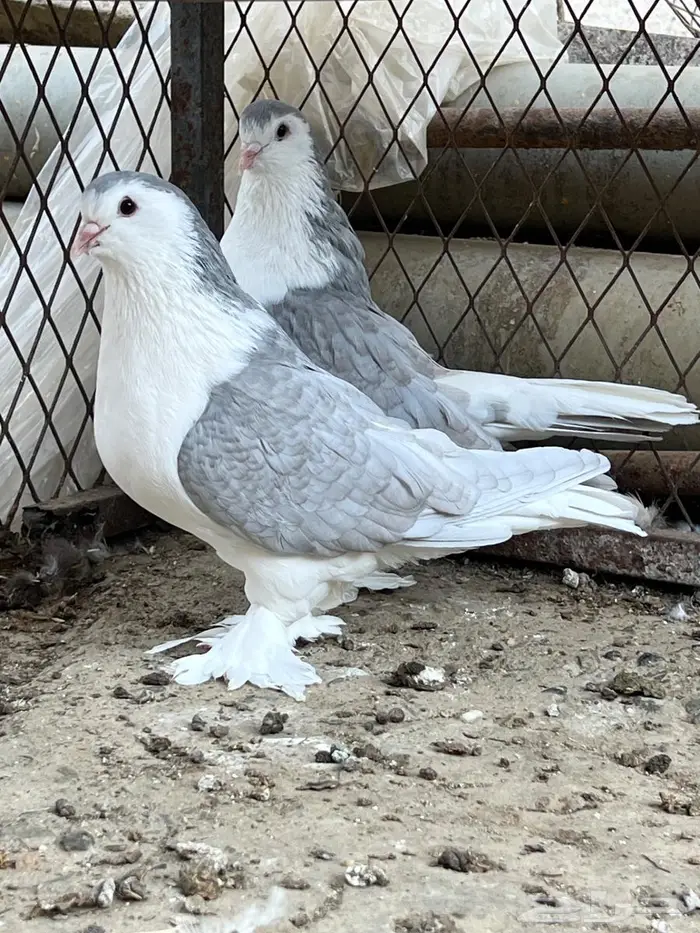 حمام شيرازي 3