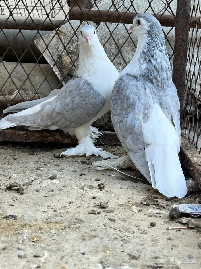 حمام شيرازي 4