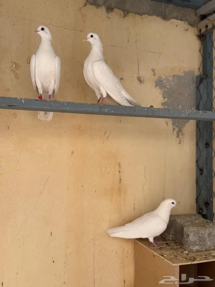 للبيع فرخ صنعاوي غر ابوشيبه 0