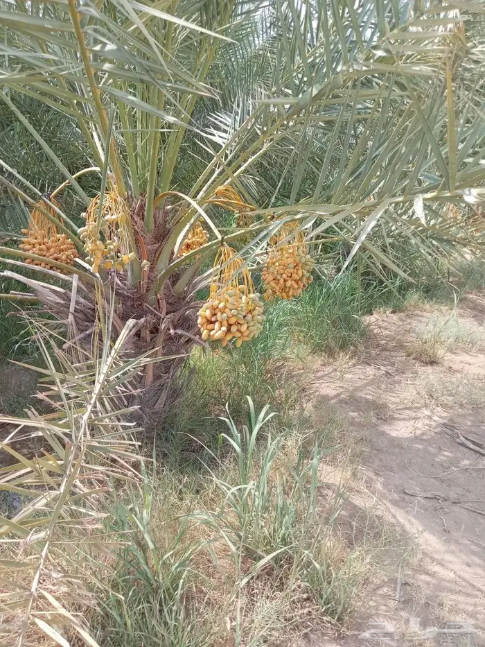 نخيل  البيع الخرمه رنيه الطايف الحويه الوصليه السيل 1